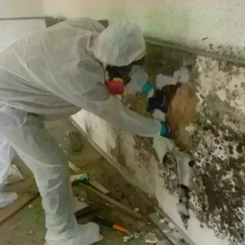 Mold Remediation and Removal in Coral Gables, FL